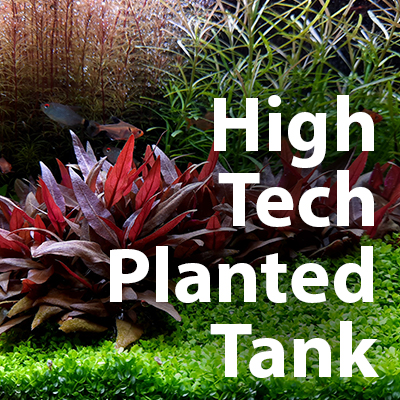 What Is a Hi-Tech Aquarium?