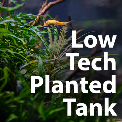 What is a Low-Tech Aquarium?
