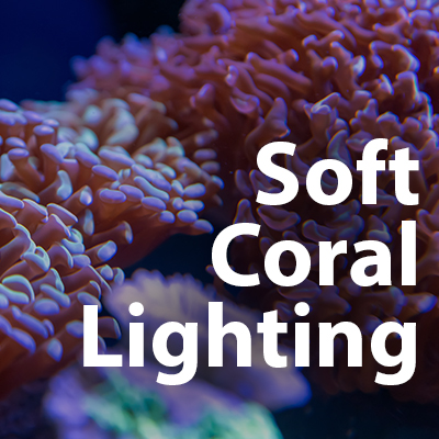An Introduction to Reef Lighting for Soft Corals