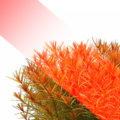 RGBW Lighting: The Impact of Colors on Plants – RED