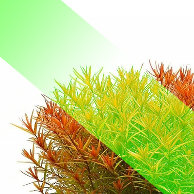 The Effect of Colors on Plants in RGBW Lighting – GREEN