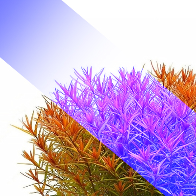 The Effect of Colors on Plants in RGBW Lighting – BLUE