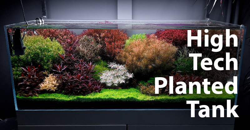 What Is a Hi-Tech Aquarium?