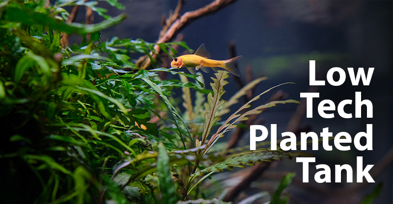 What is a Low-Tech Aquarium?