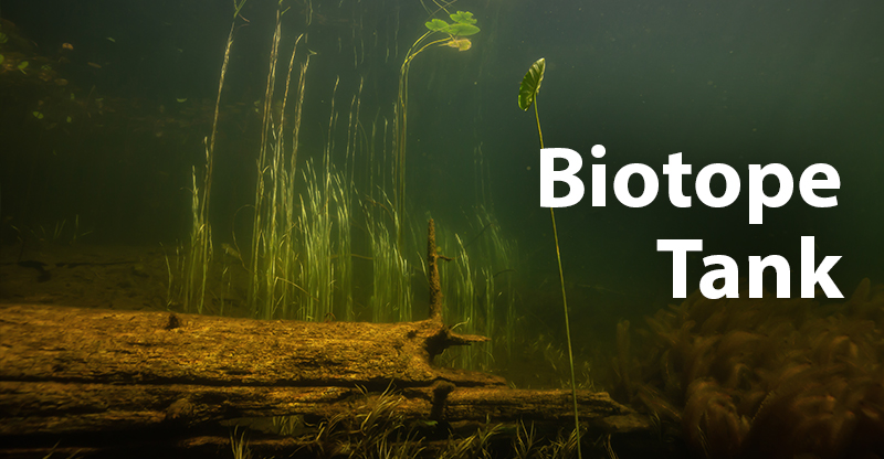 What is a Biotope Aquarium?
