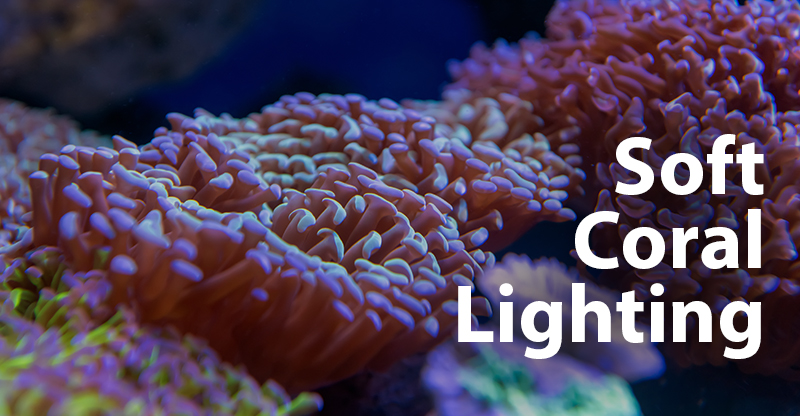 An Introduction to Reef Lighting for Soft Corals