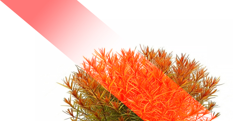 RGBW Lighting: The Impact of Colors on Plants – RED