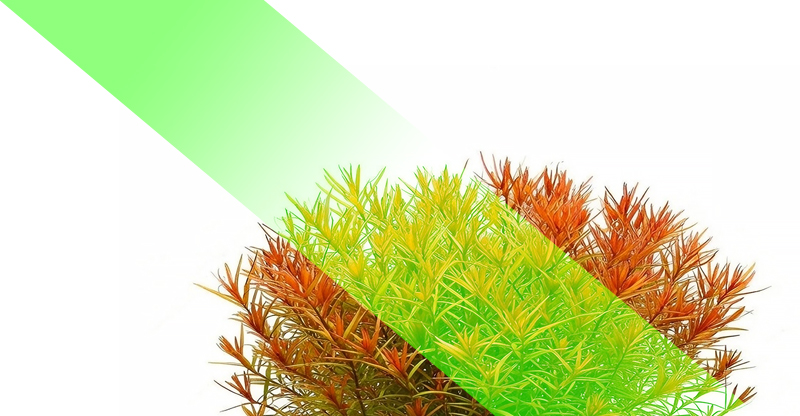 The Effect of Colors on Plants in RGBW Lighting – GREEN