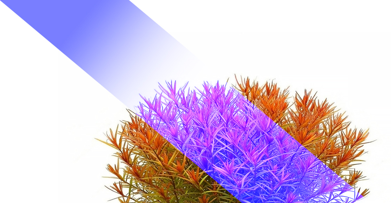 The Effect of Colors on Plants in RGBW Lighting – BLUE